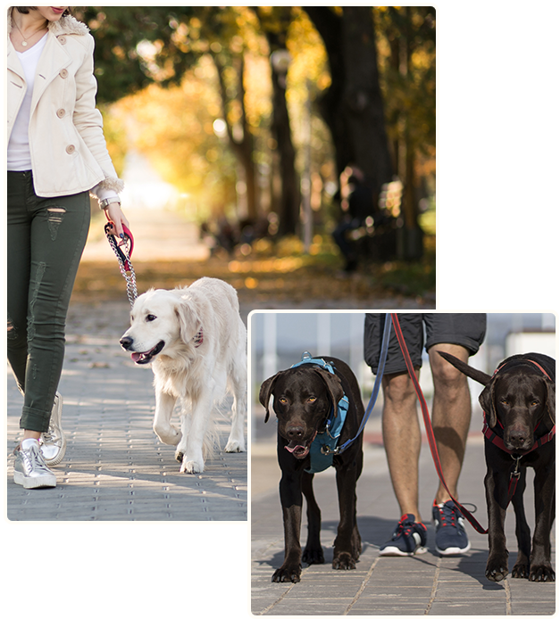 Professional Dog Walking