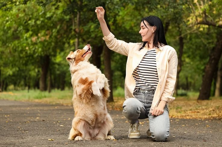 Pet Training